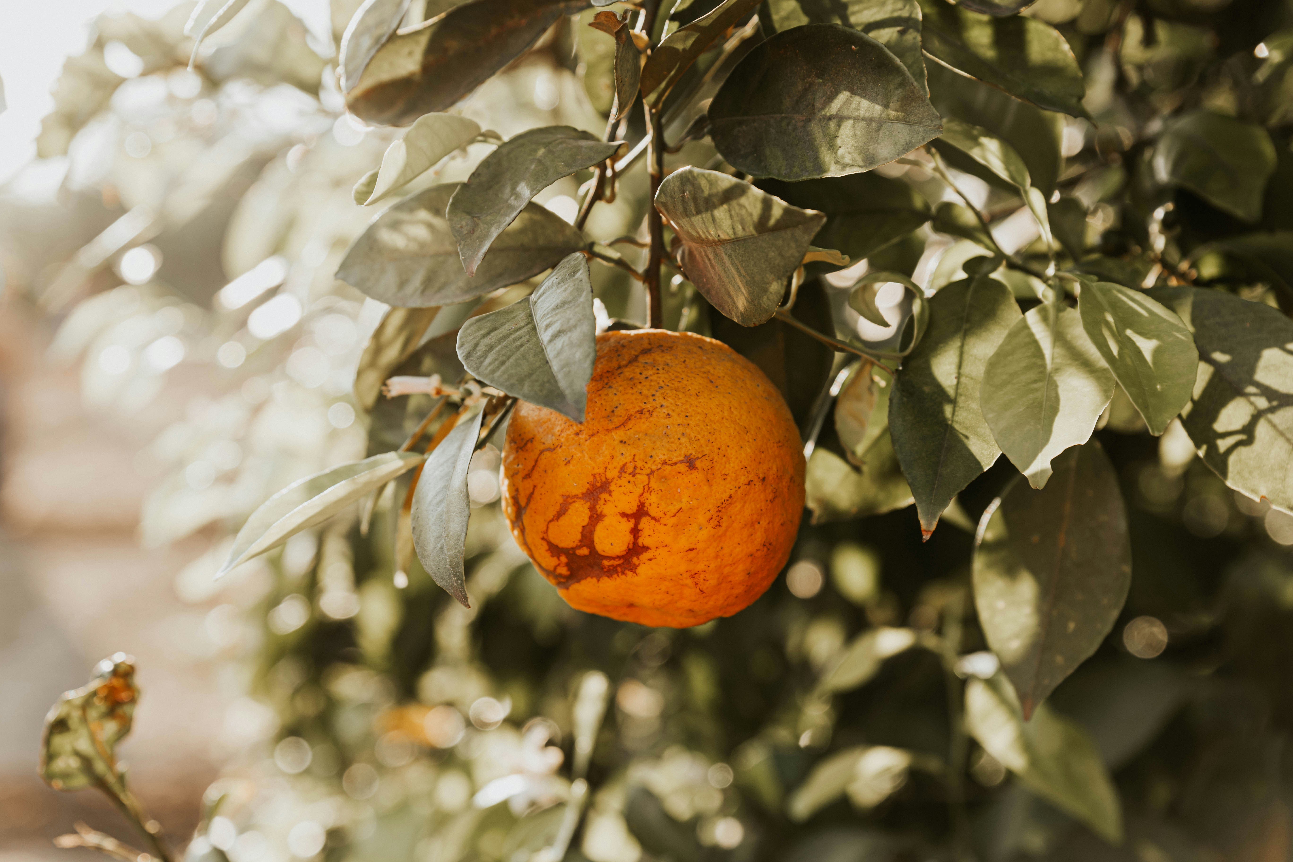 Photo by benignohoyuela