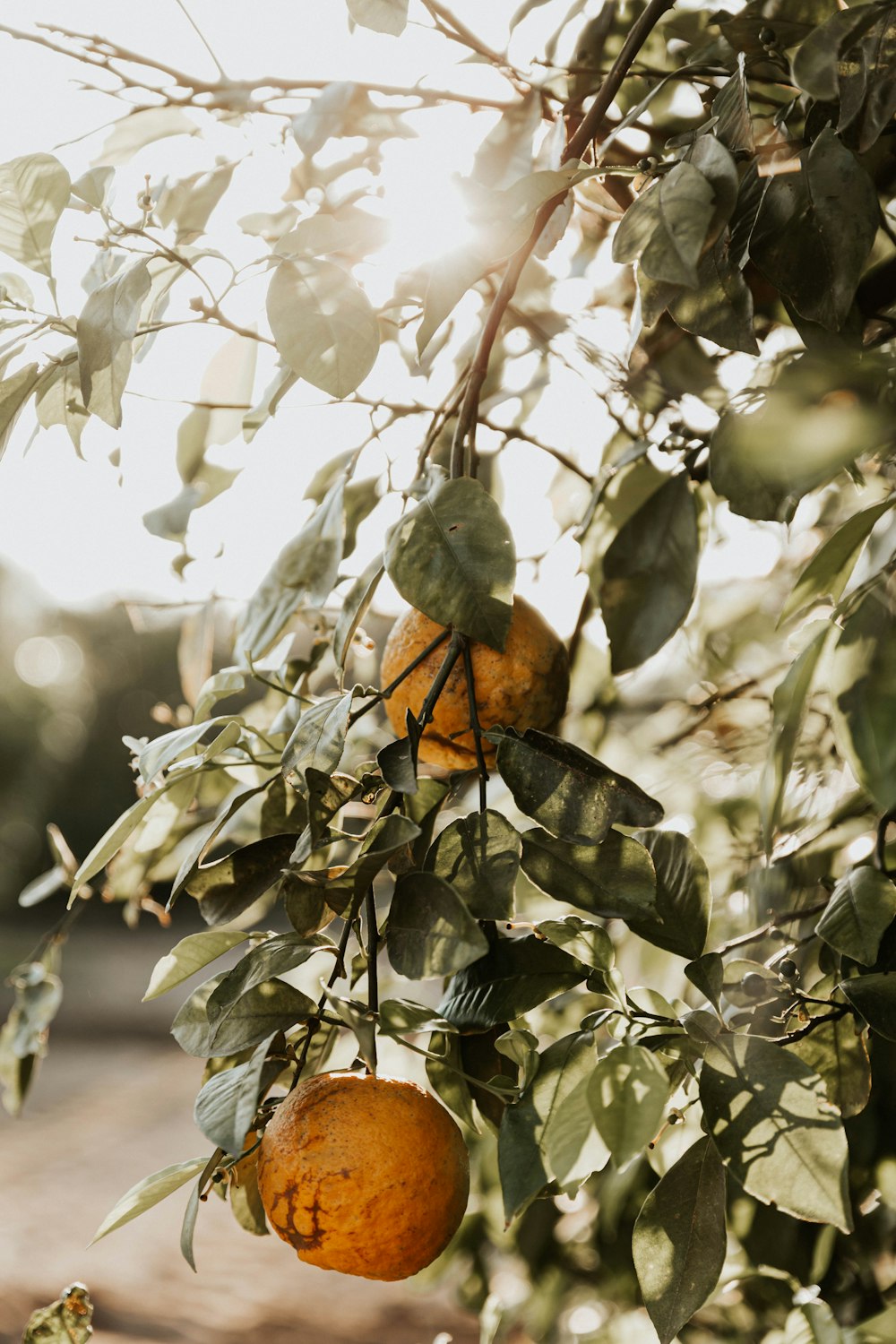 orange and black bird on green tree during daytime