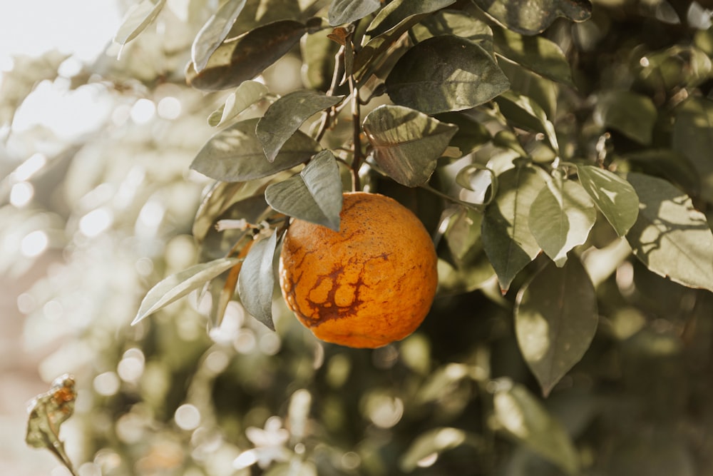 orange fruit on tree during daytime