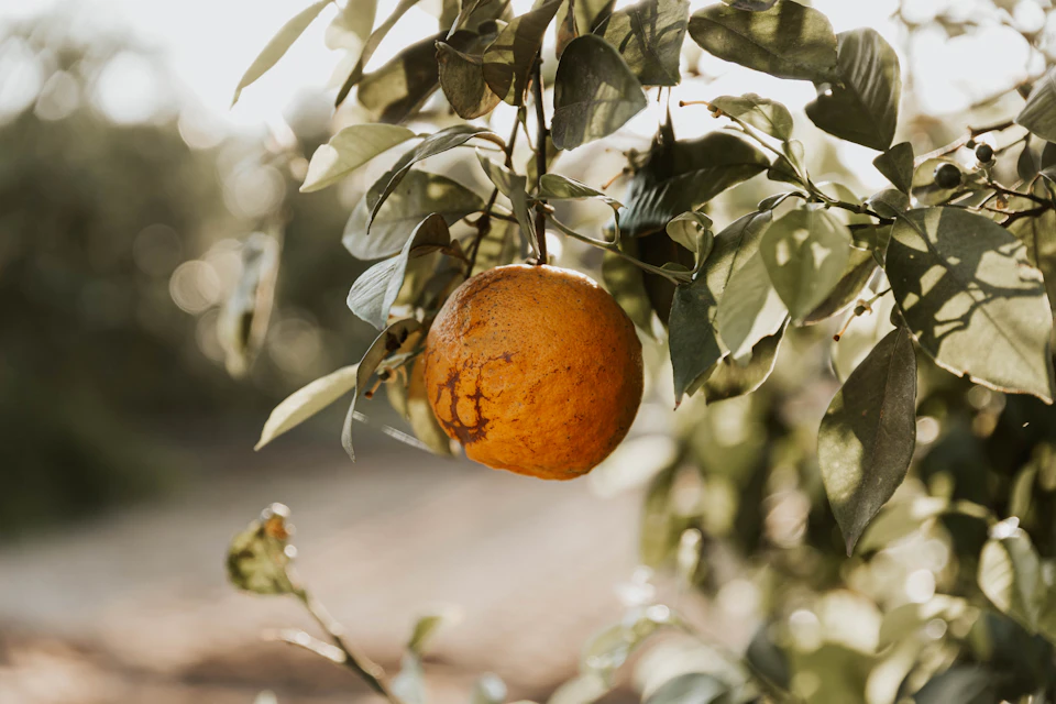 Single ripe orange hanging from tree branch with lush green leaves in soft light