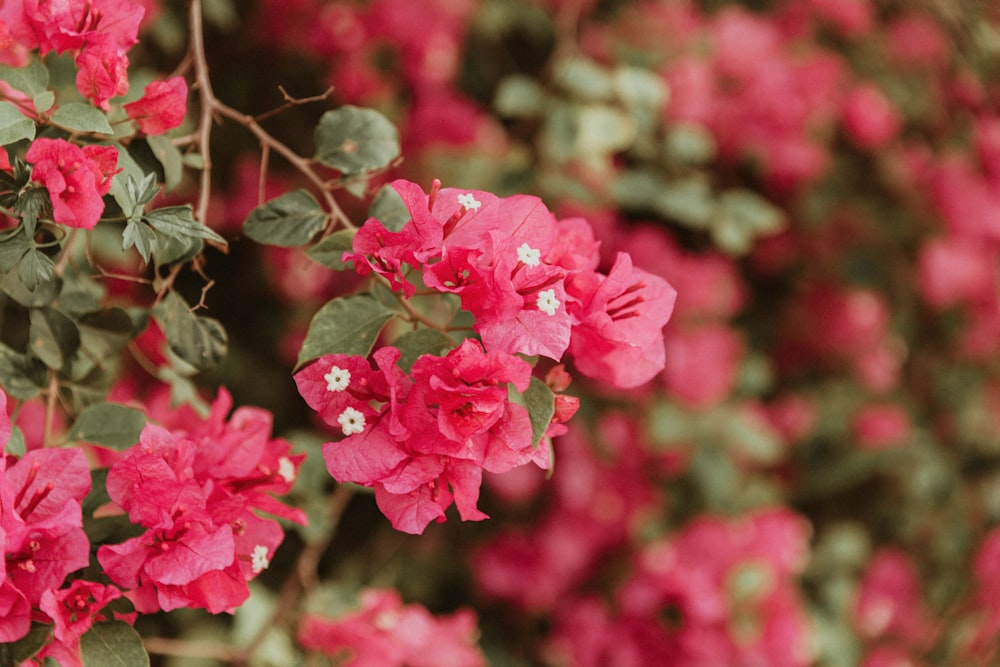 pink flowers in tilt shift lens