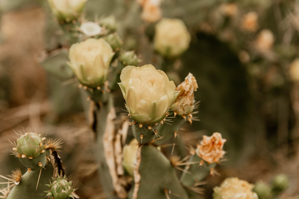 white roses in tilt shift lens