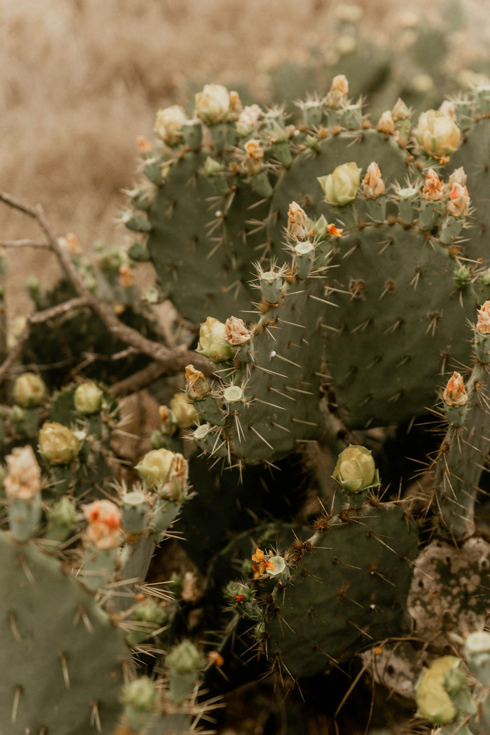 green cactus plant during daytime