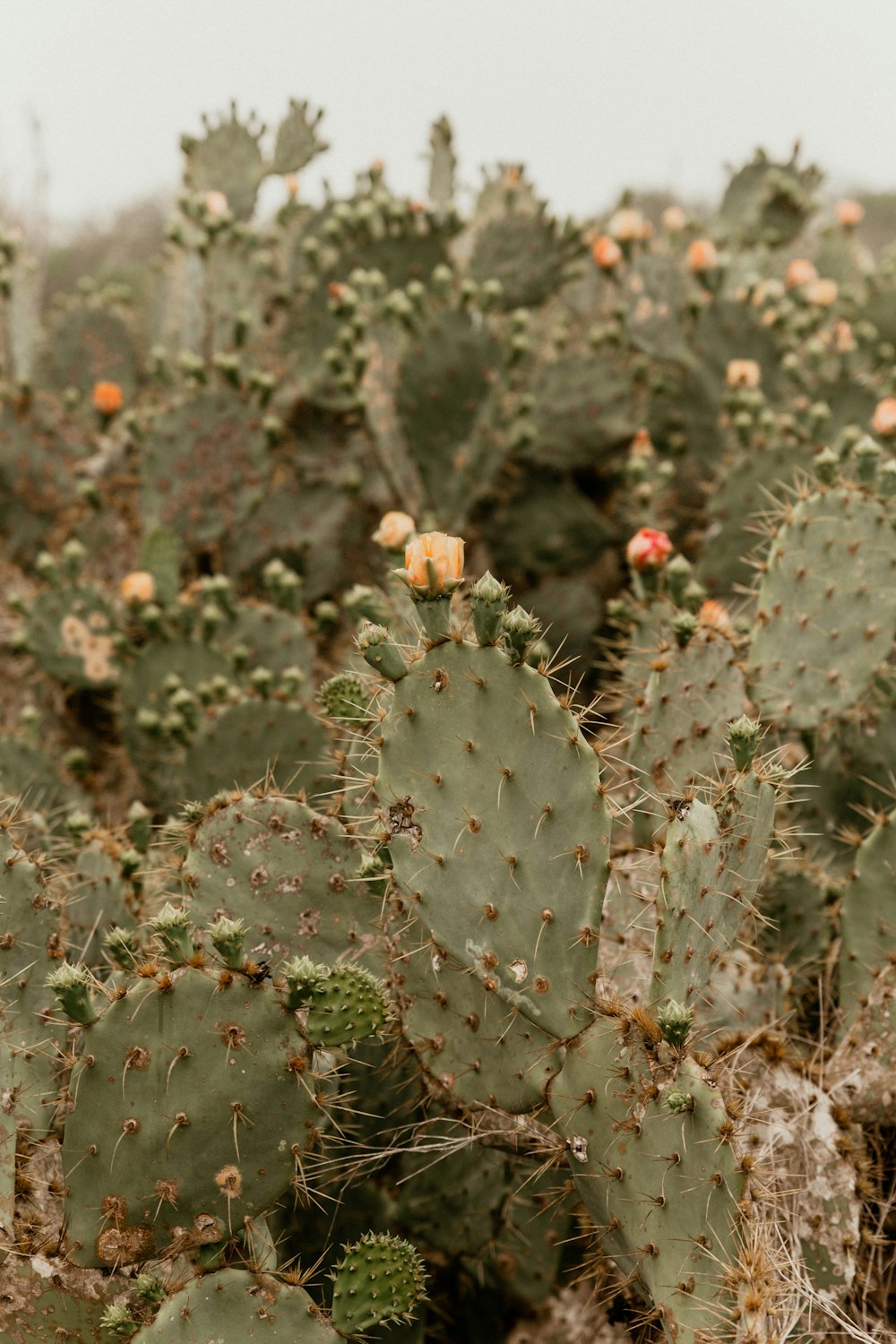 cactus verde con fiori rossi