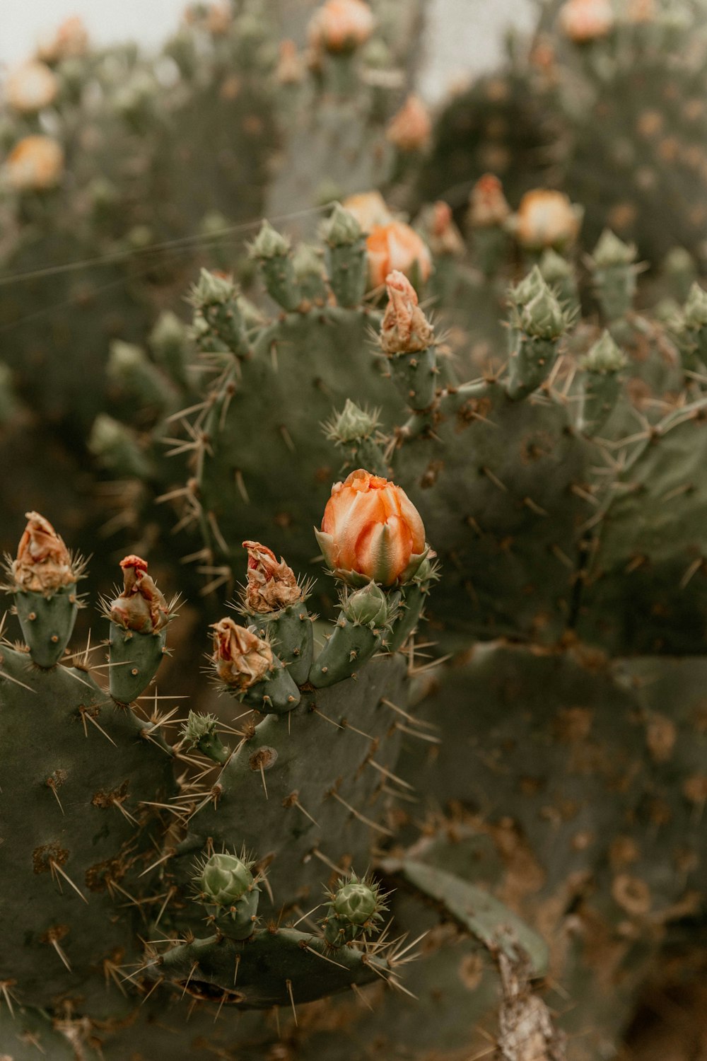 orange flower buds in tilt shift lens