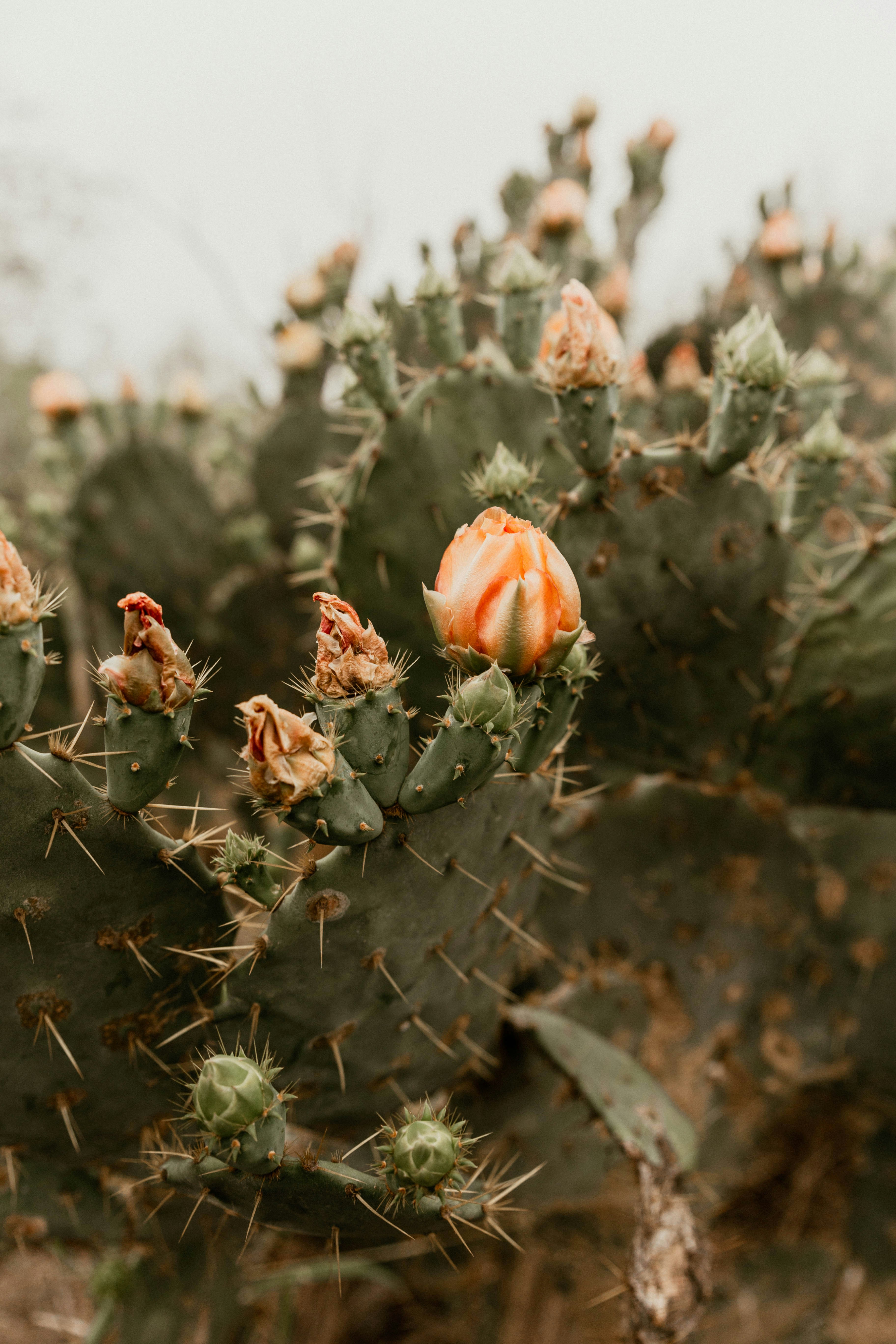 Photo by benignohoyuela