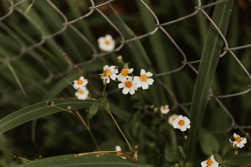 white flowers with green leaves