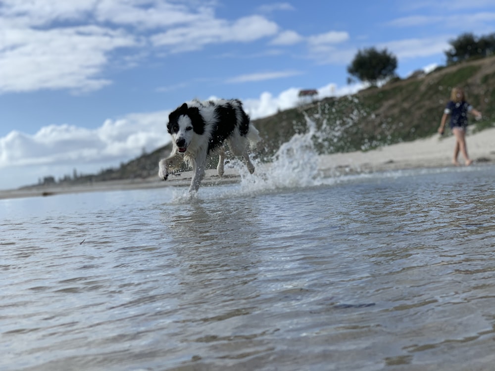 black and white border collie running on water during daytime