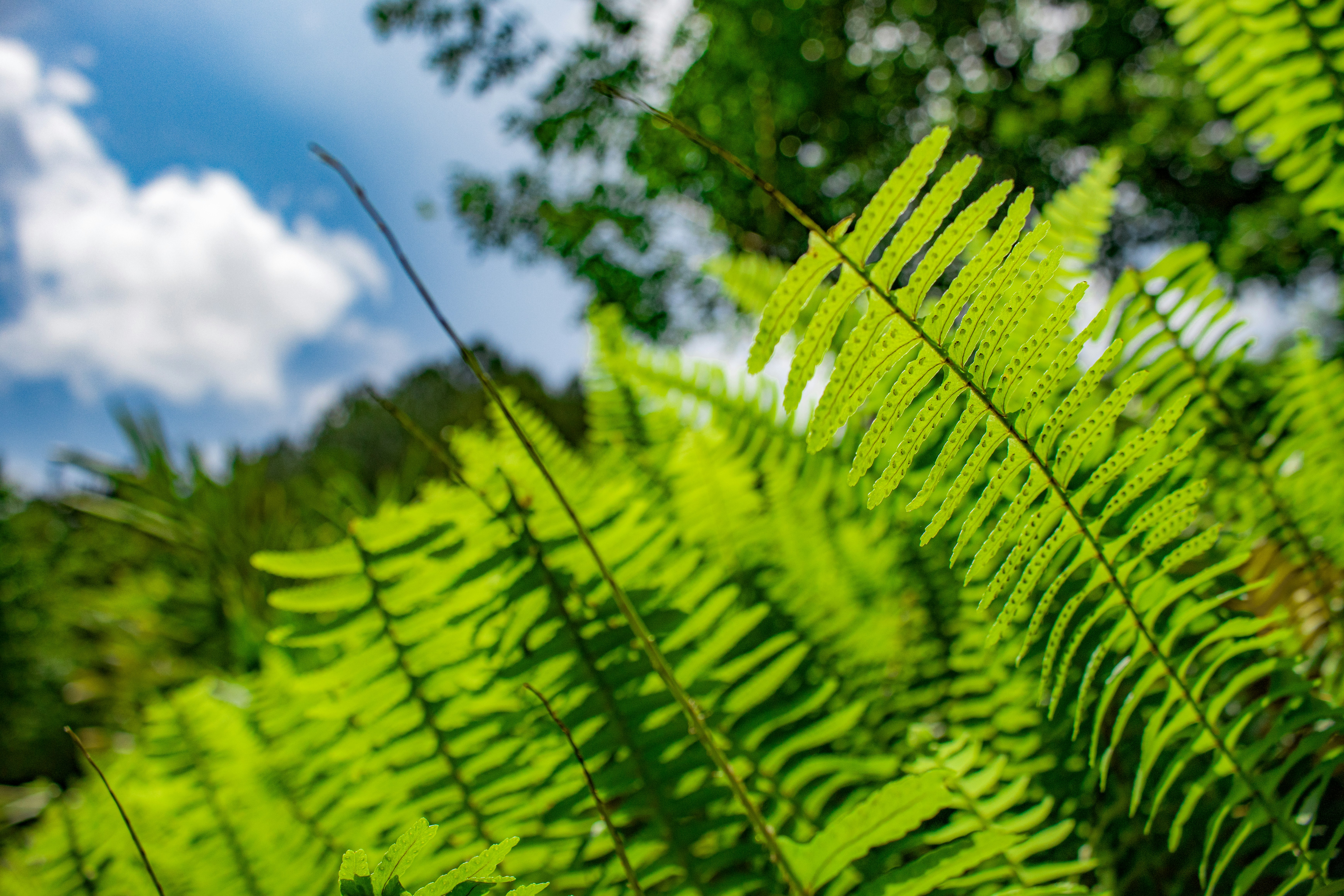 green fern plant during daytime