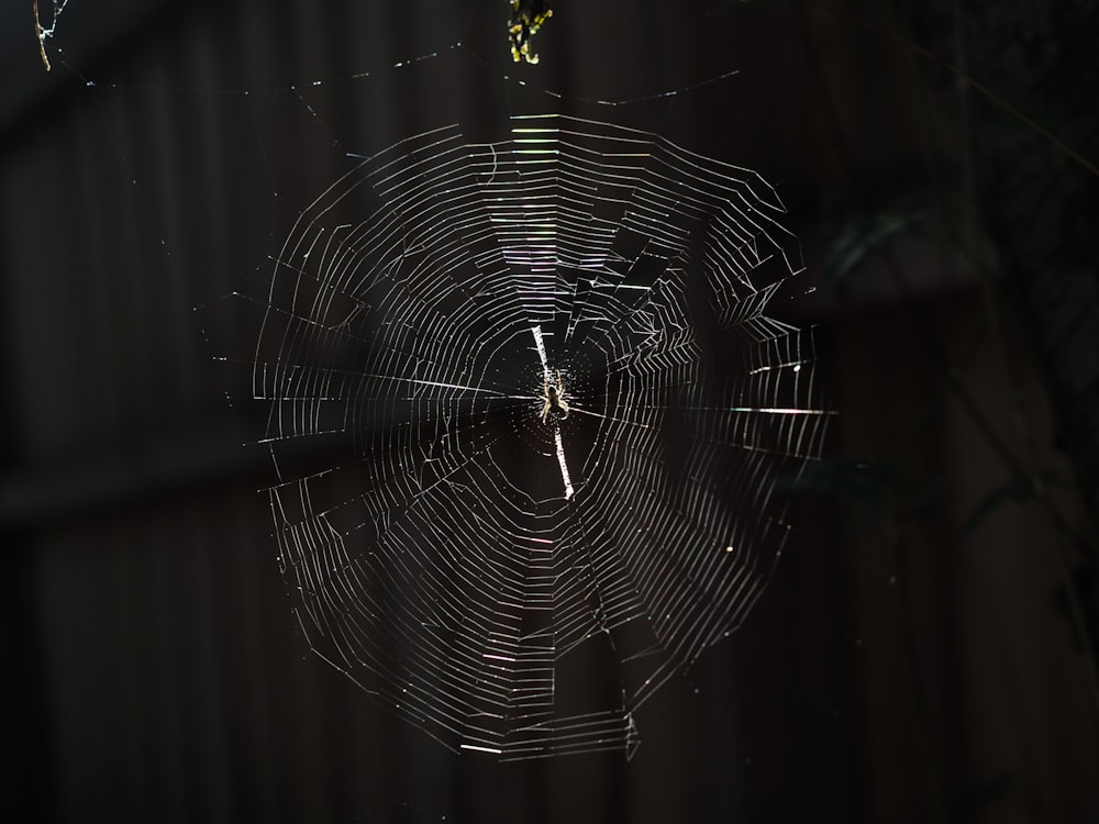 spider web in close up photography