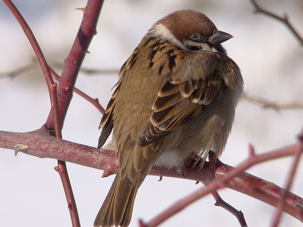 brown and white bird on brown tree branch