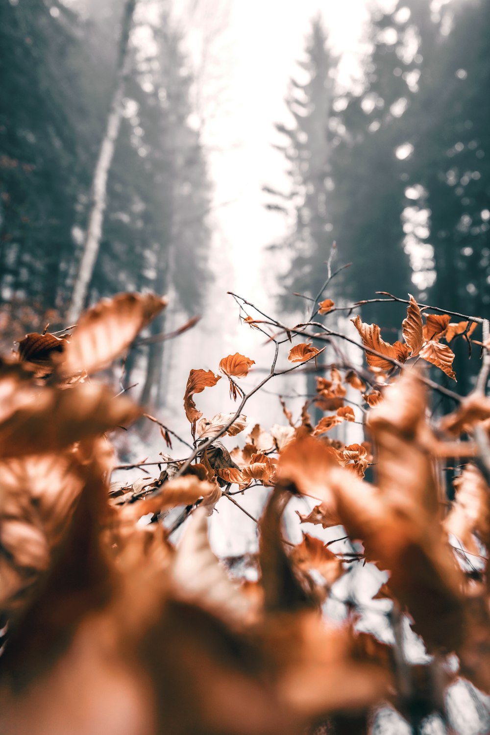 a forest filled with lots of leaf covered trees