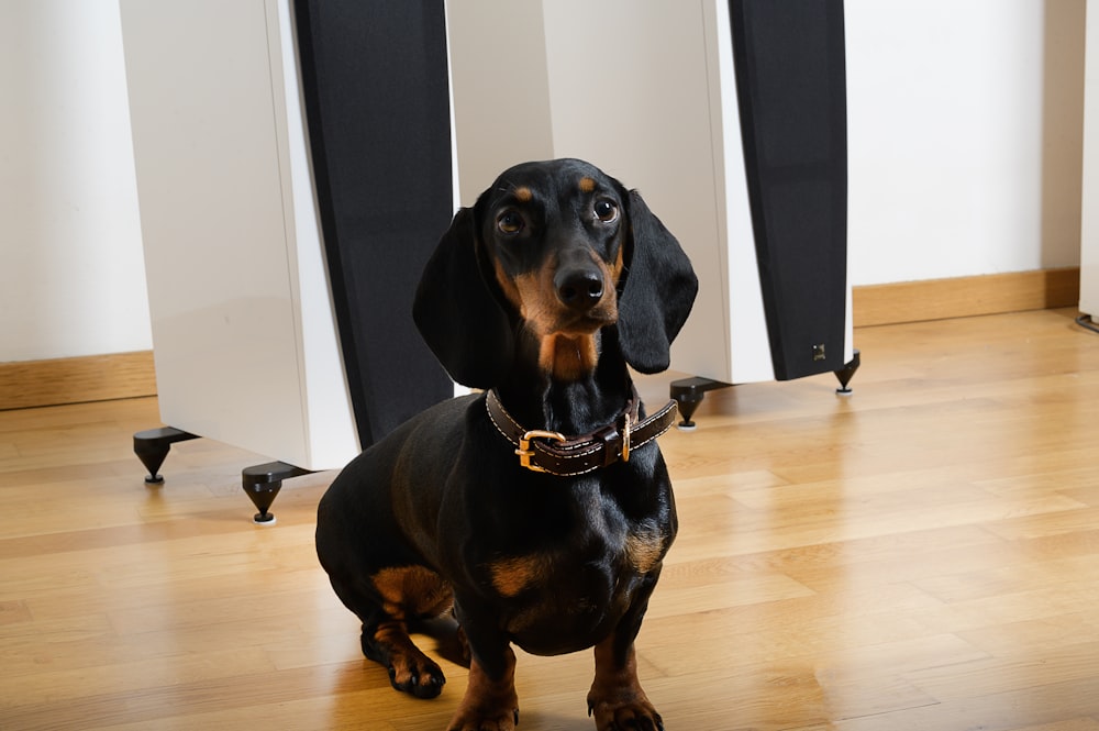 black and brown dachshund on brown wooden floor
