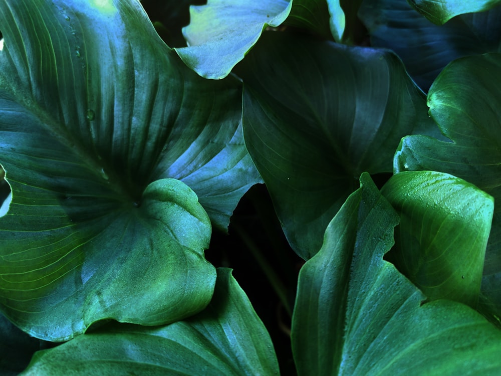 green leaves in close up photography