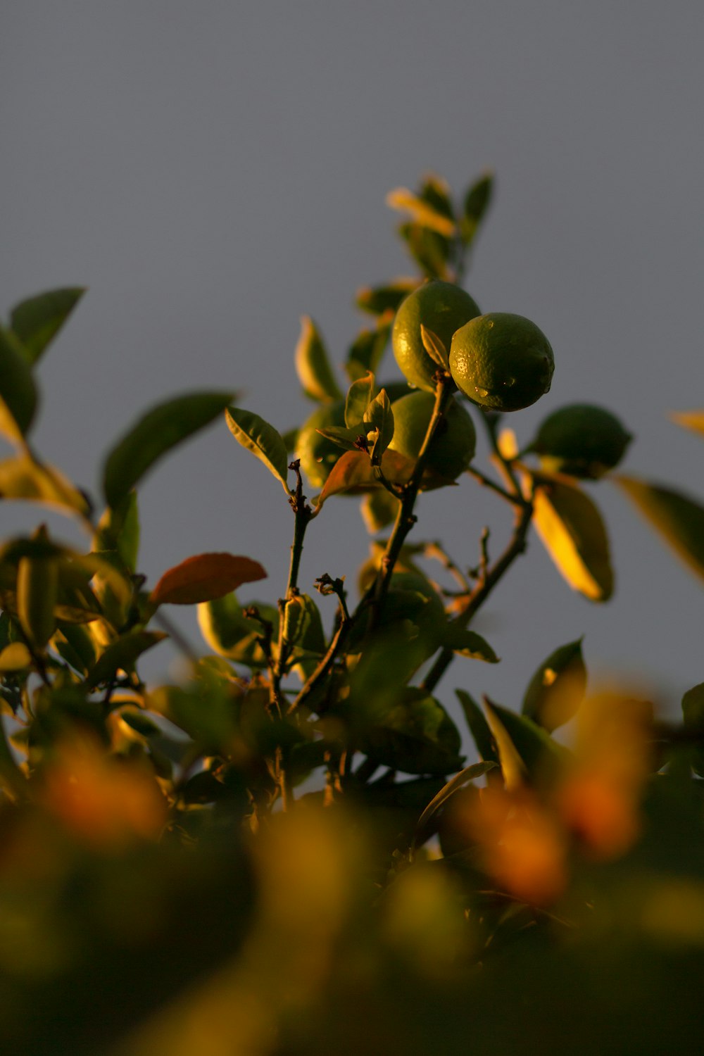 green fruit on tree during daytime