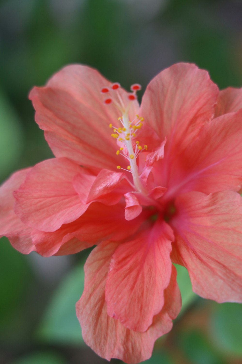 pink flower in tilt shift lens