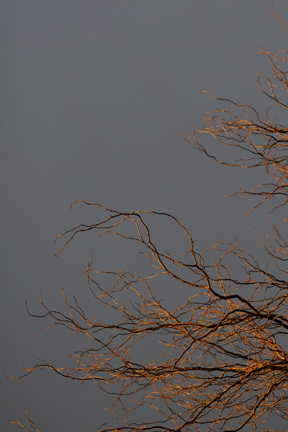 leafless tree under white sky