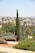 A tall, slender cypress tree stands prominently in a landscaped garden, surrounded by lush green bushes and trees. The background features a cityscape with multiple buildings and houses set against a clear blue sky.