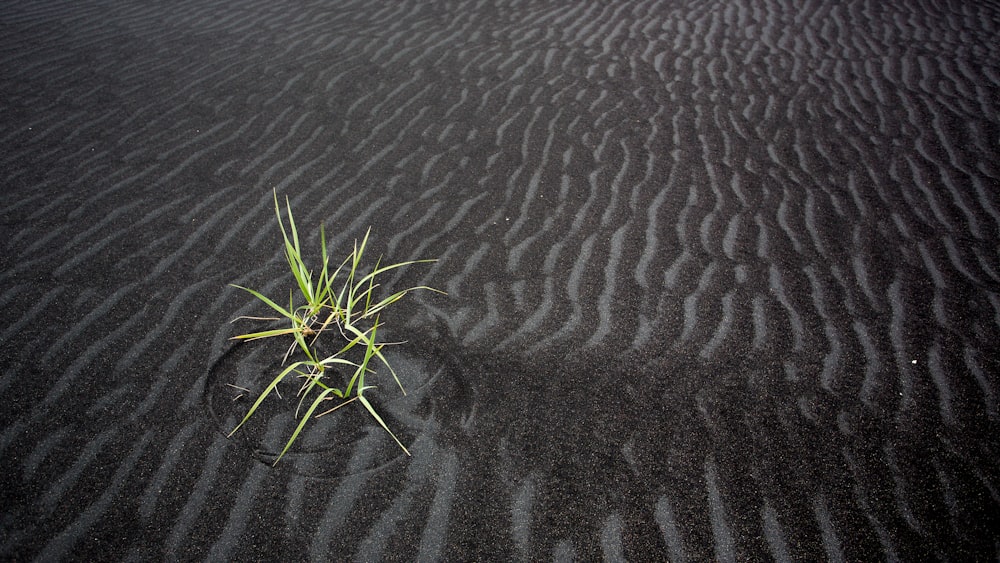 green plant on body of water