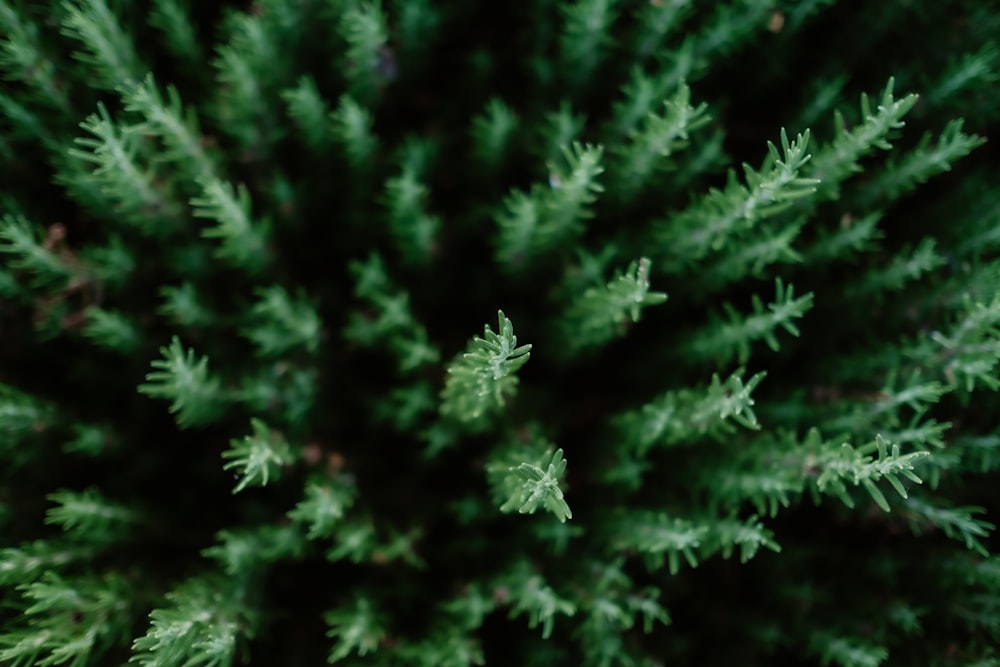 green pine tree in close up photography