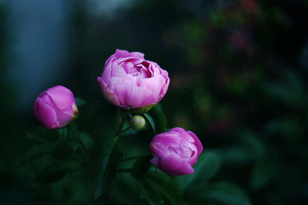 pink rose in bloom during daytime