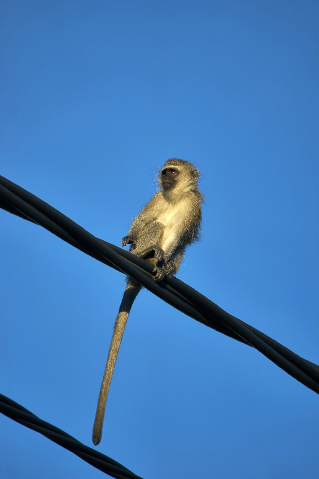 white and gray monkey on black metal bar under blue sky during daytime