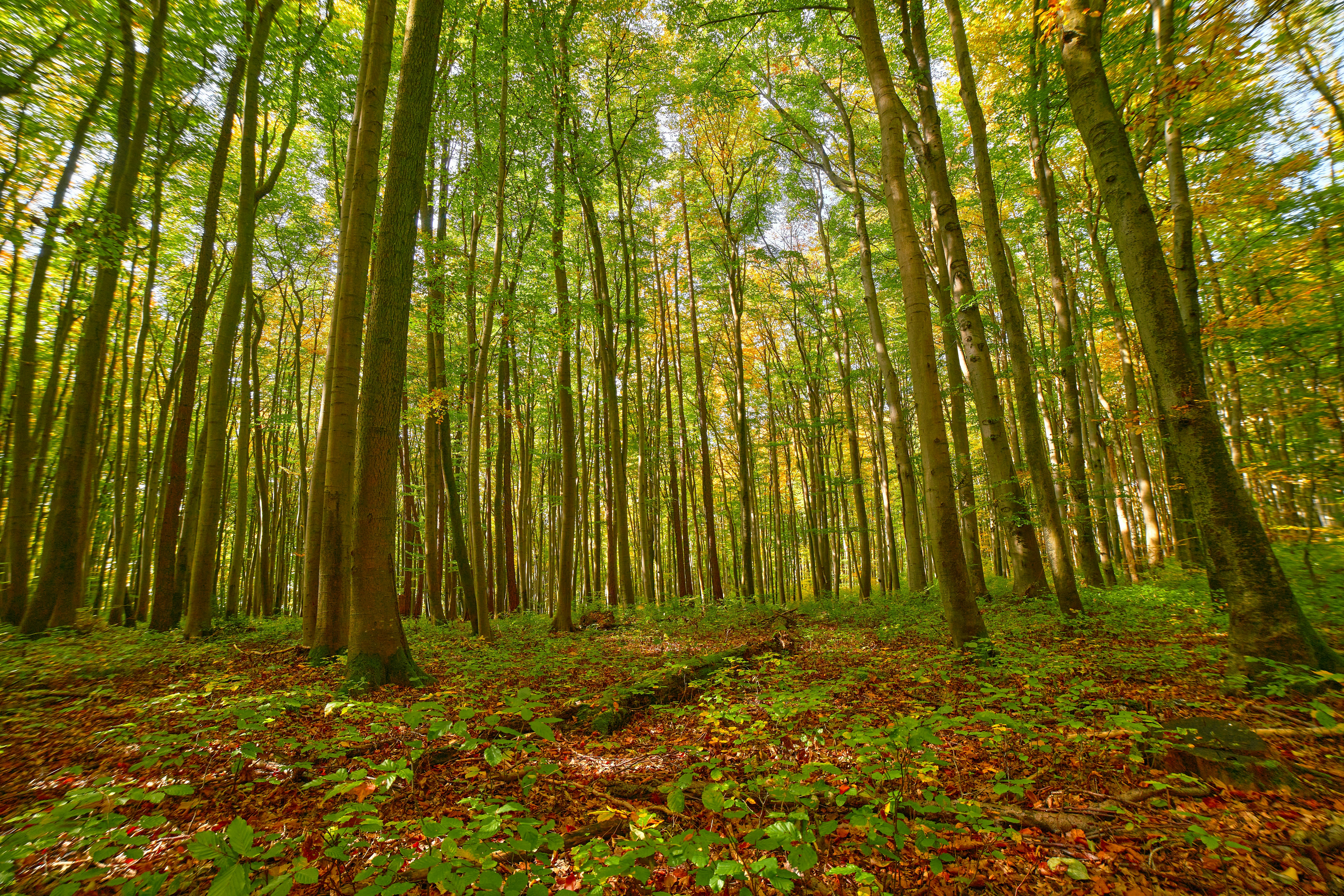 Photo by wolfgang_hasselmann