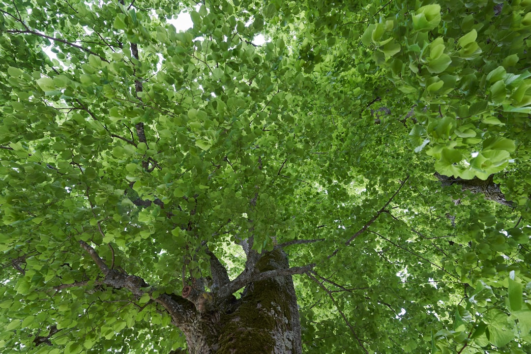 green tree with green leaves during daytime