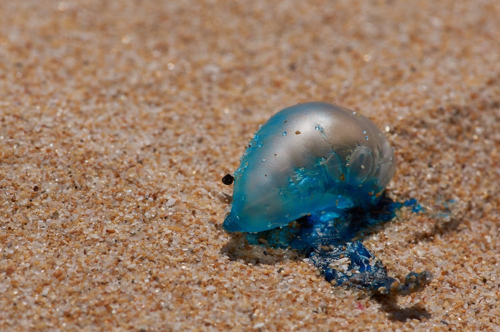 blue and white jellyfish on brown sand