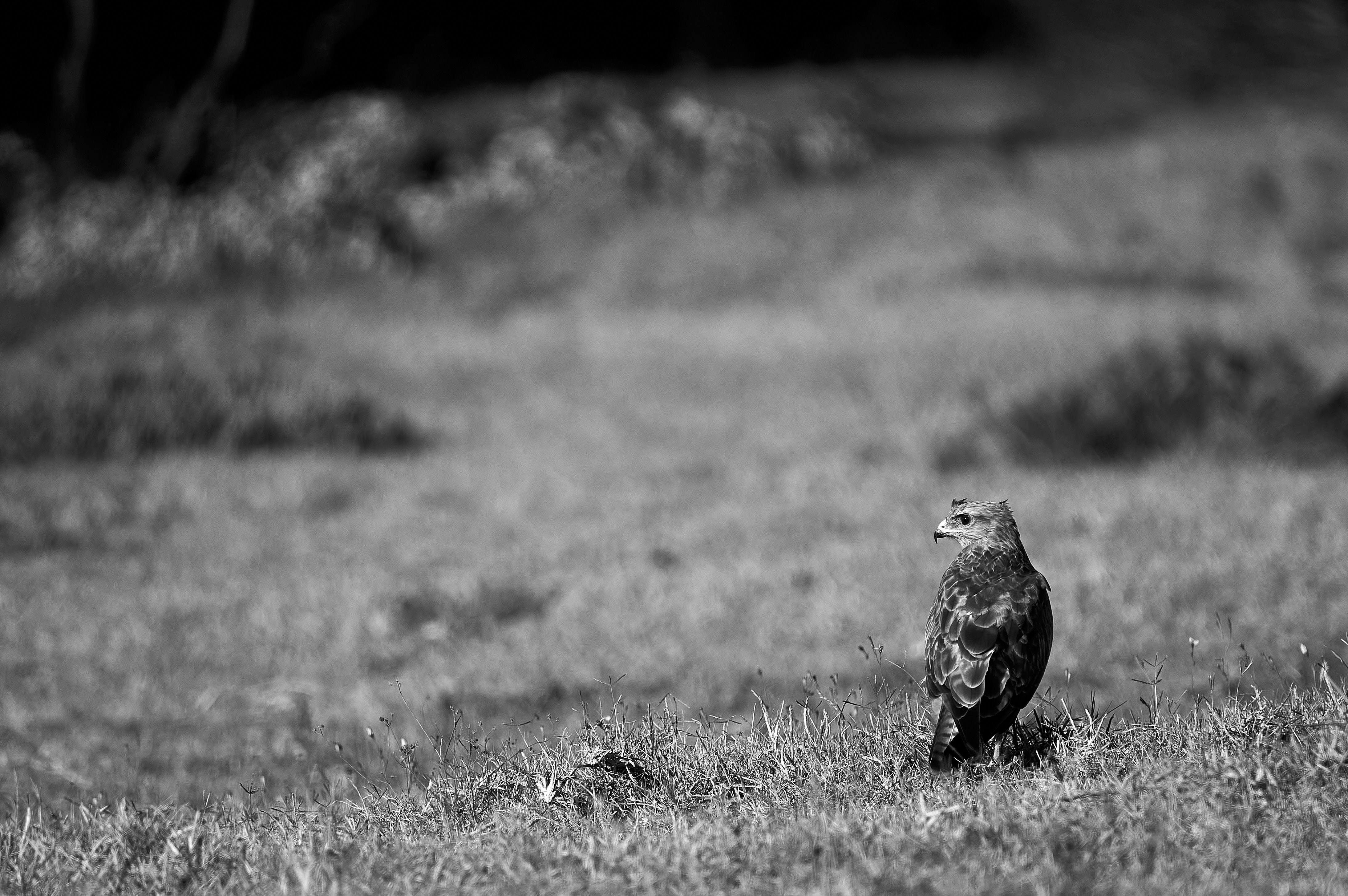 Photo by wolfgang_hasselmann