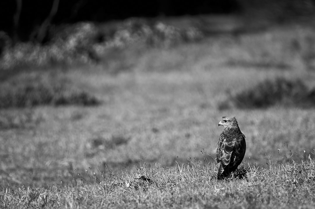 grayscale photo of bird on grass field