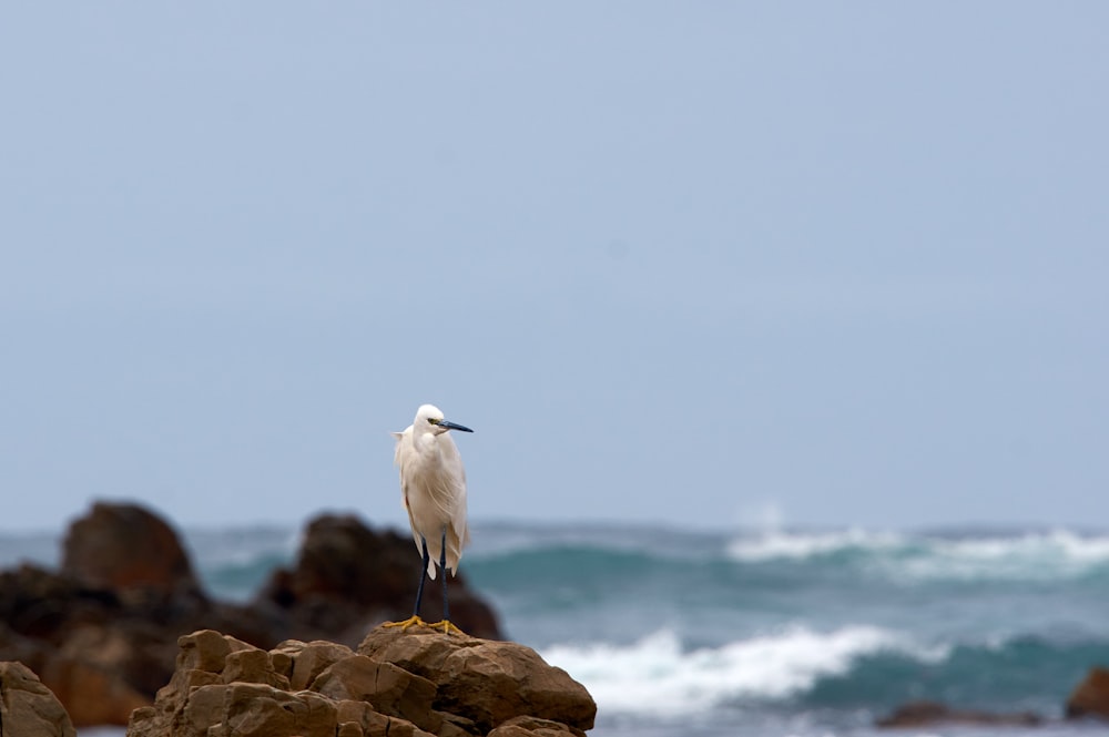 white bird on brown rock near body of water during daytime