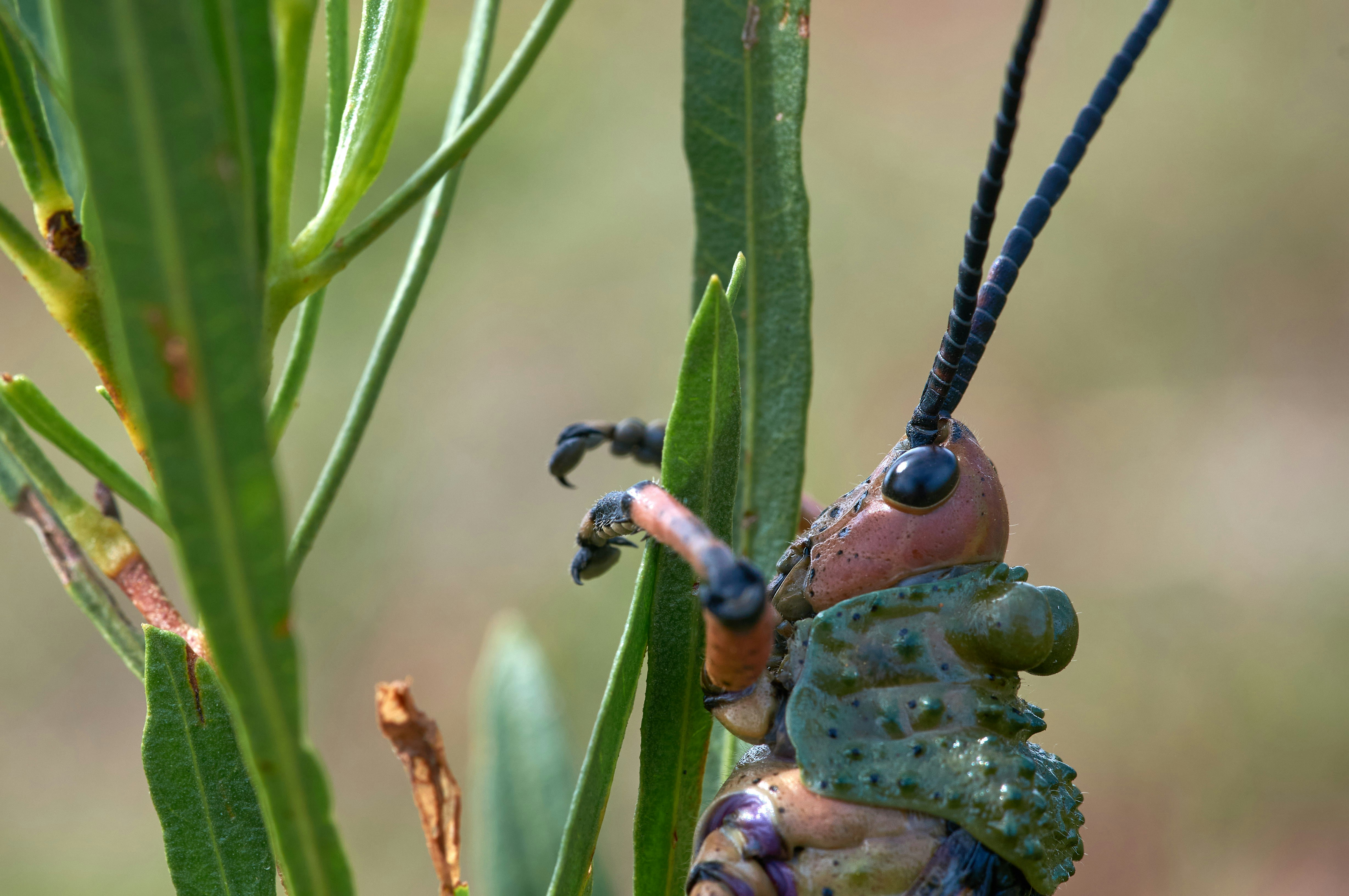Pickleball doubles player using strategic hand signal behind back during serve communication