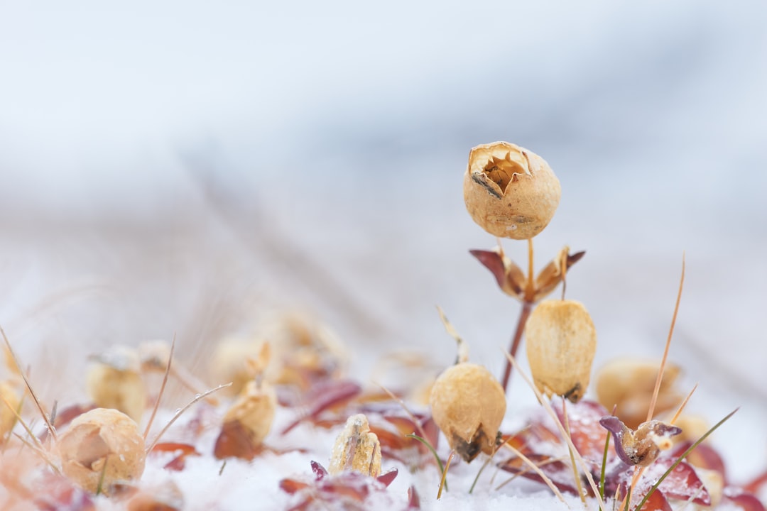 brown round fruit on brown dried leaves