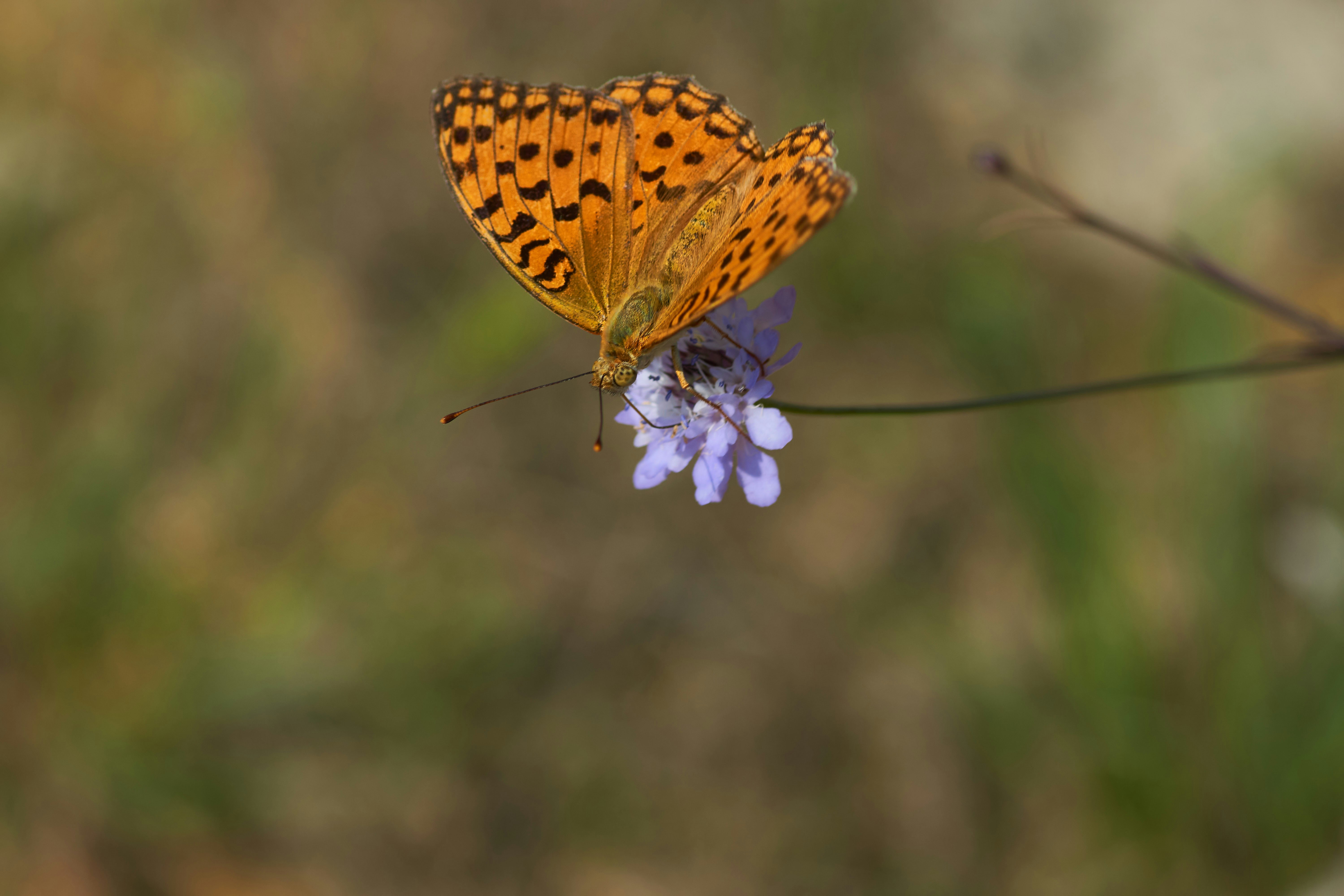 Photo by wolfgang_hasselmann