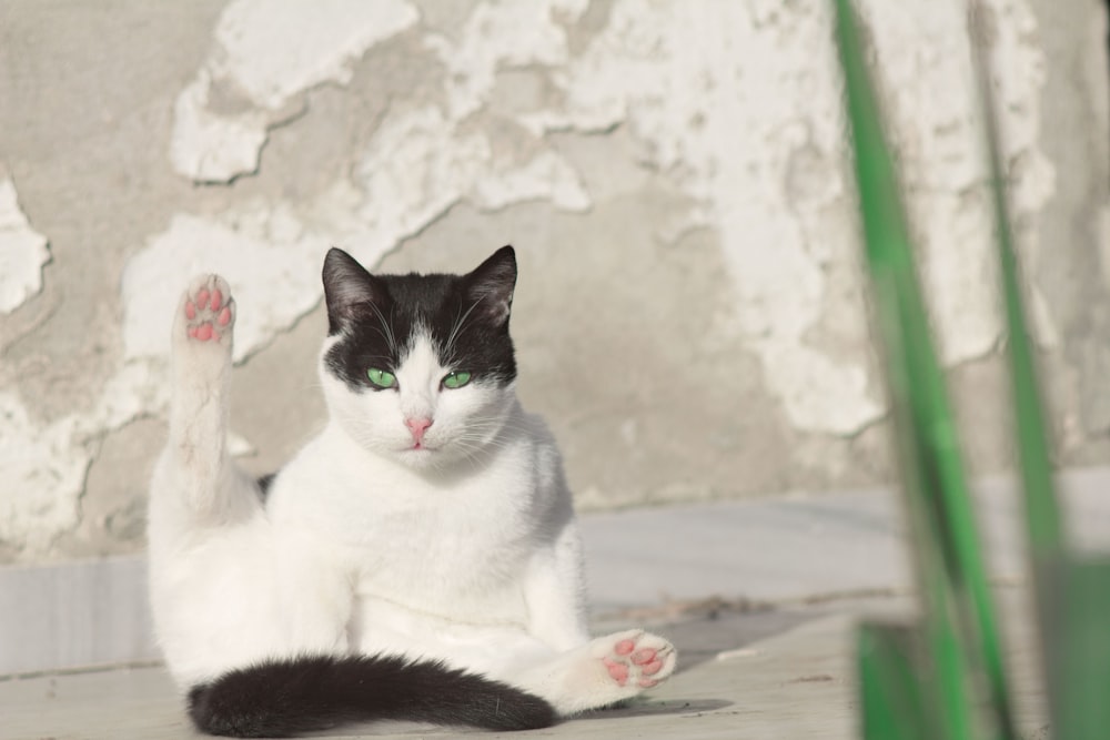 white and black cat on white and pink floral textile