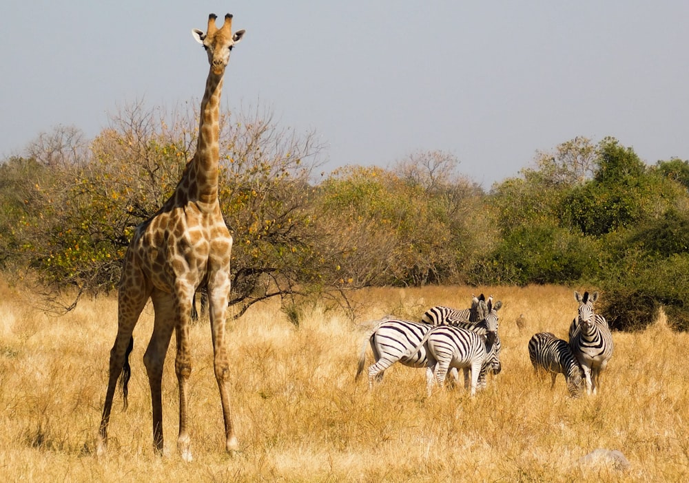 zebra standing on brown grass field during daytime