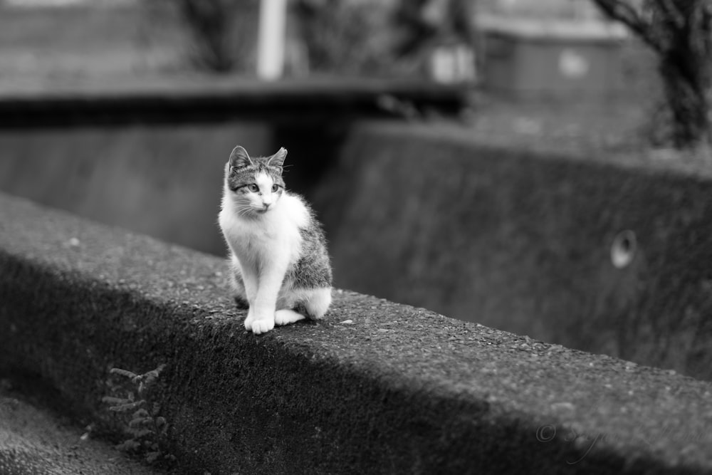 white and black cat on concrete pavement