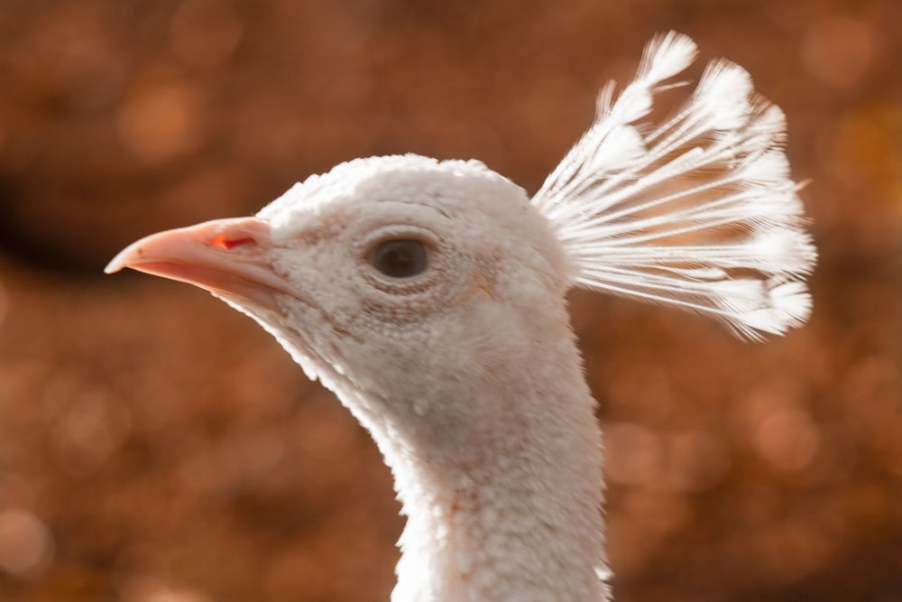 white bird with red beak