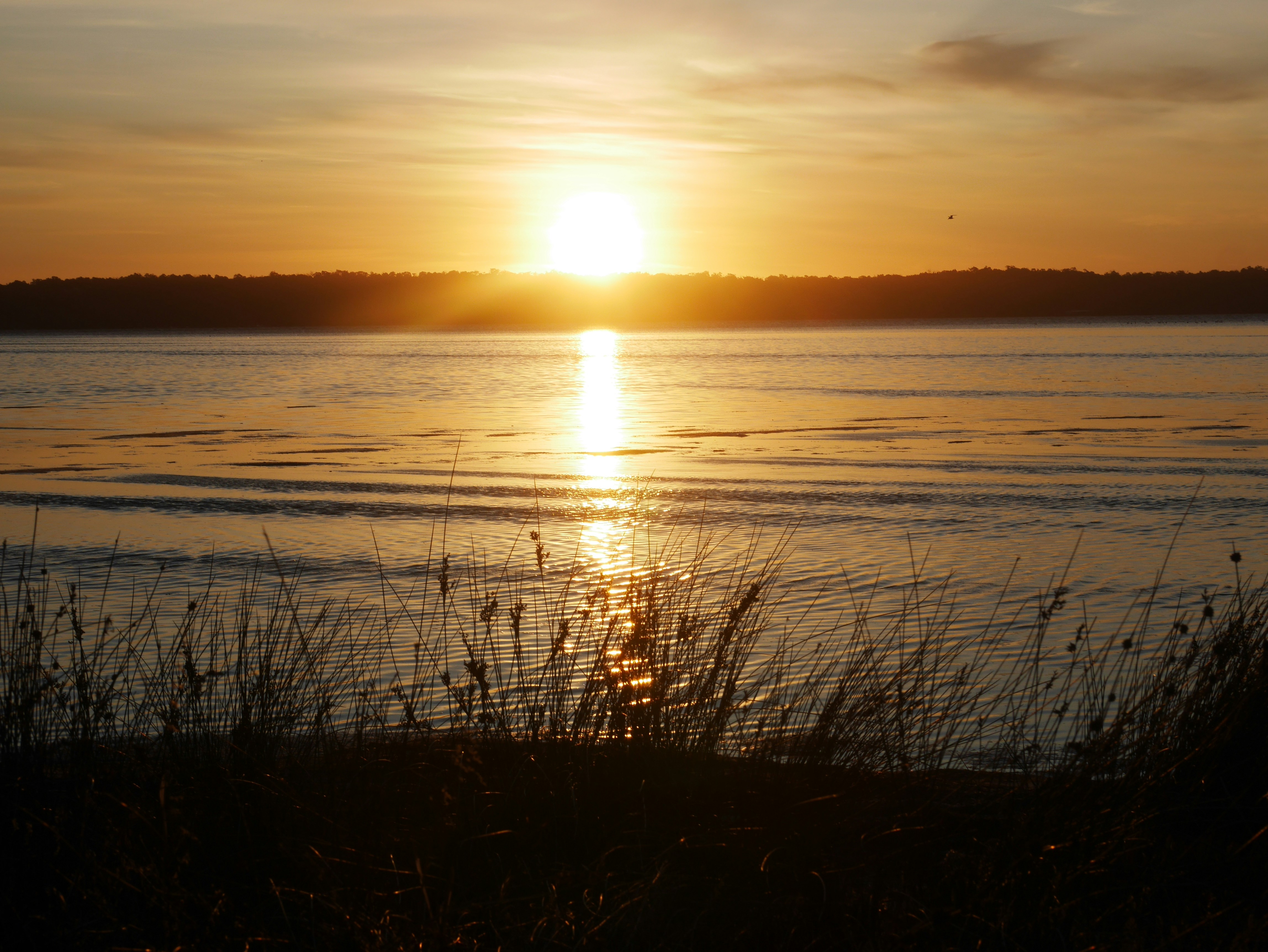 silhouette of grass near body of water during sunset