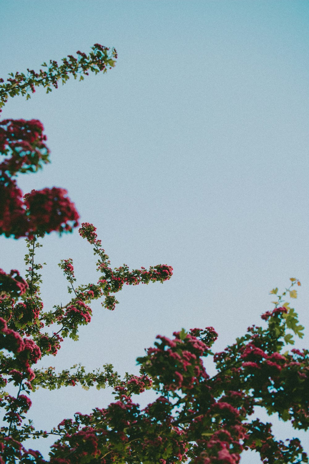 green tree with pink flowers