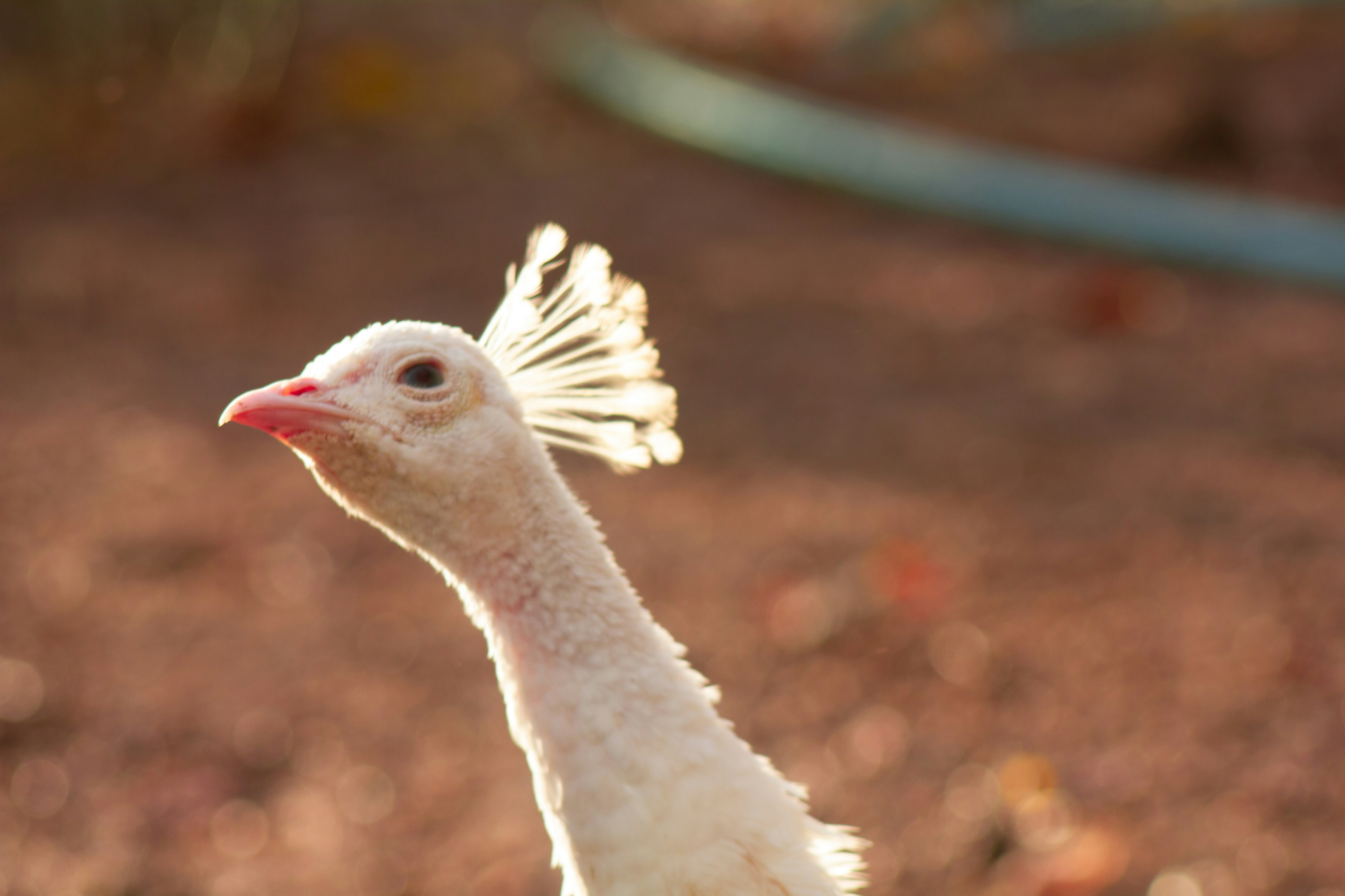 white and brown feathered bird
