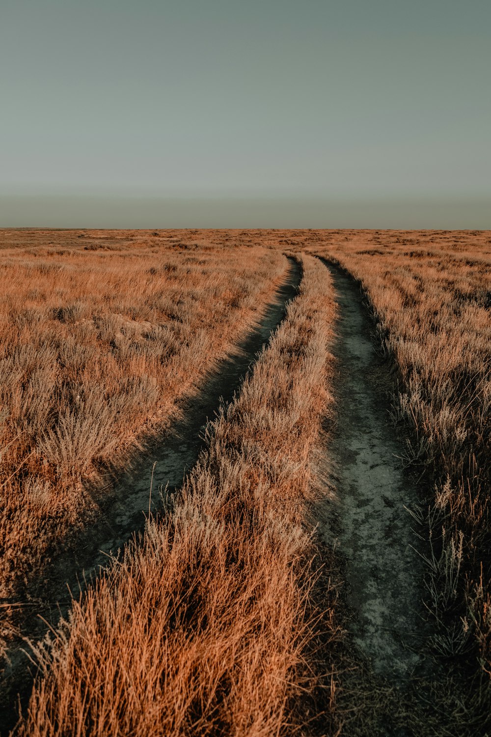 brown grass field during daytime