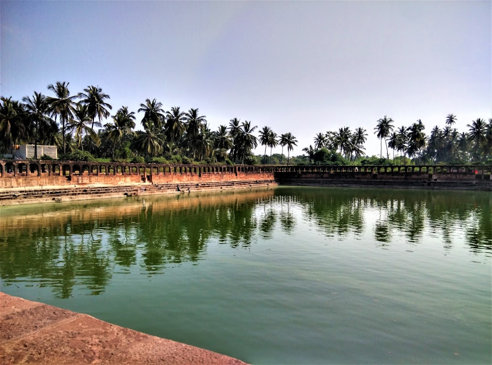 green trees beside lake during daytime