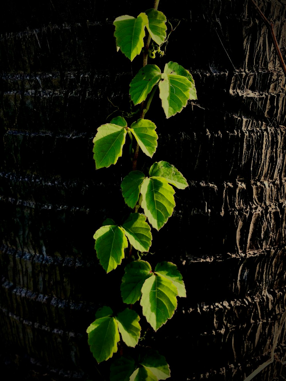 green leaves on blue metal fence