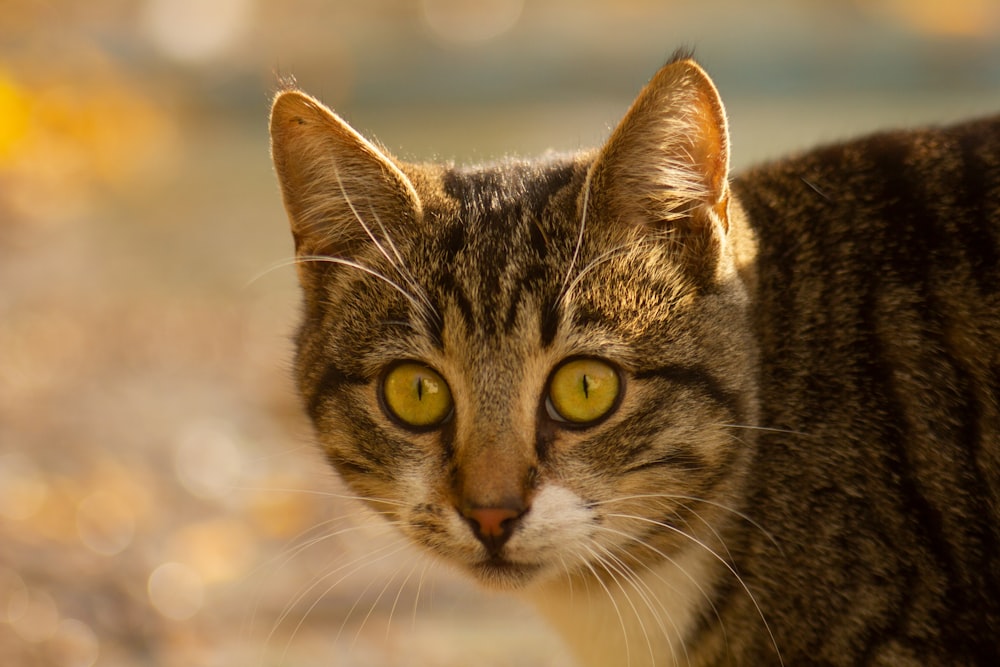 brown tabby cat in close up photography