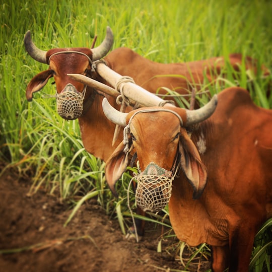 brown cow on green grass field during daytime in Gujarat India