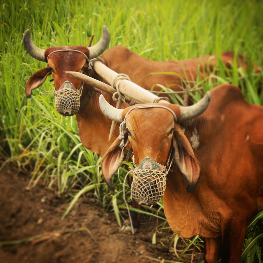 brown cow on green grass field during daytime