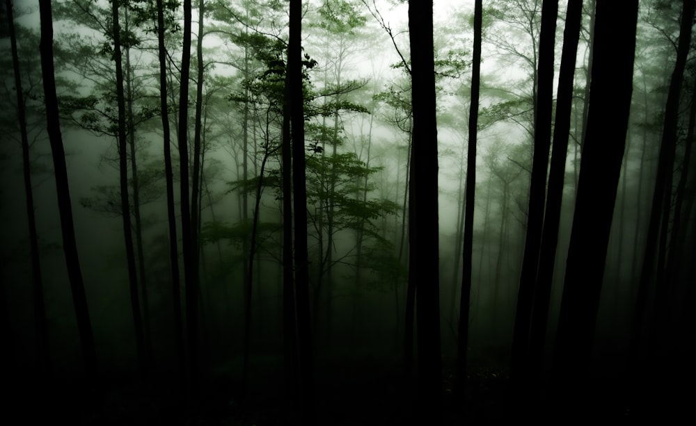 green trees in forest during daytime