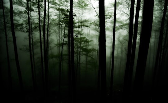 green trees in forest during daytime in Anhui China